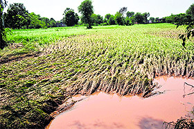 Crop damaged by the floodwaters in Barjala village of Jammu.
