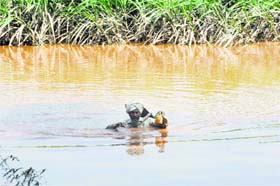 A farmer makes his way through a flooded field at Machhiwala village in Ajnala on Monday