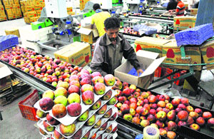 Workers busy packing apples at an Adani Agro CS store at Sainj in Kullu.