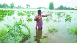 A farmer assesses damage to his cotton crop at Baam village in Muktsar. A Tribune photograph