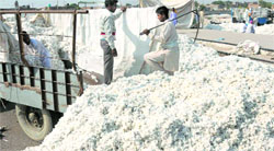 The number of ginning mills has declined from 422 in 2000 to 110 in 2014. tribune file photo