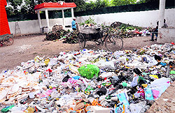 Garbage lies unattended at one of the collection centres in Sector 9, Chandigarh, on Friday