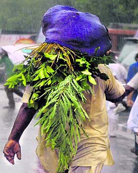 A farmer carries plants on his head after he was caught in sudden showers