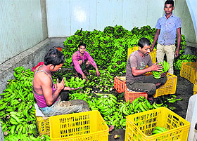 The workers at the Fruit Ripening Chamber cleaning the bananas using fitkari (alum) at Vegetable Market, Bathinda.