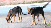 Rabies, a life-threatening disease in people and animals, is caused by a virus. A file photo
