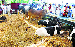 Visitors click photographs at Pashu Palan Mela in Ludhiana