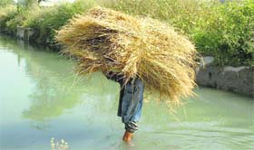 Extremes: Damage caused to crops by unfavourable weather conditions lays a trap for debts.