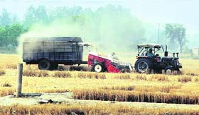 DWR has identified five varieties of bread wheat and two of durum wheat for yield superiority and resistance to diseases.