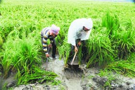 Farmers drain out rainwater from their field in Amritsar