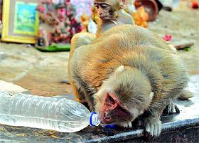 A monkey tries to have water from a bottle in New Delhi on Monday. 