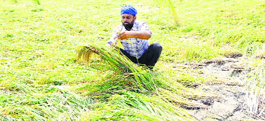 A farmer takes stock of the damage caused to his paddy crop following heavy rain in Amritsar on Sunday.