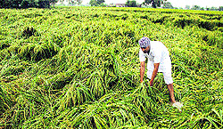 A farmer stands amidst his flattened paddy crop after the recent spell of heavy rain in Kapurthala
