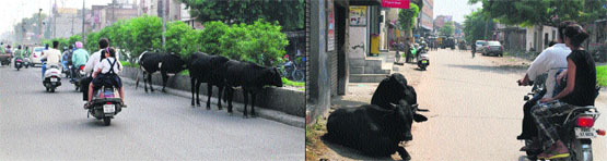 Stray cattle graze on the road divider on the Majitha road; and (right) unmindful of the busy traffic, stray cattle squat on a road in Amritsar on Wednesday. 