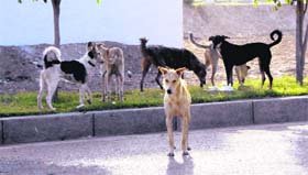 A pack of stray dogs in Bathinda on Thursday.