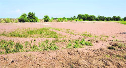 A basmati field in Jammu washed away by flash floods triggered by incessant rain. A Tribune Photo 