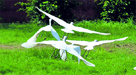 A group of cranes about to fly at the Punjab Agricultural University in Ludhiana.
