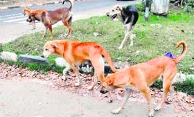 Stray dogs roaming on roads are a common sight in Chandigarh.