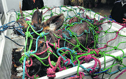 A sambar rescued by the Forest Department in Jalandhar.