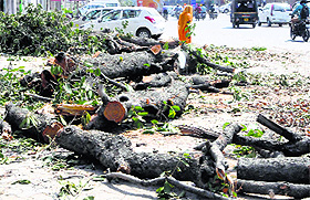 A large number of trees have been axed for the BRTS project in Amritsar.