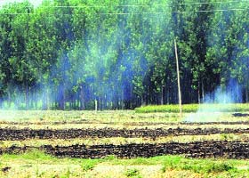 Farmers burn paddy straw in Amritsar on Monday