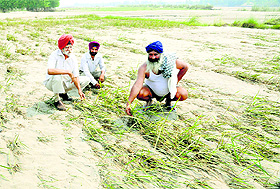 Farmers show their crop buried under sand across the Ravi in Ajnala.