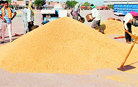 Heaps of Pusa 1509 rice lie in the Fazilka grain market. 