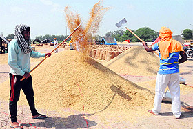 Labourers separate paddy from husk at a grain market near Amritsar on Tuesday. Photo: Vishal Kumar