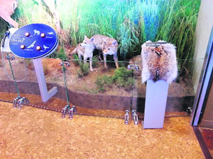 Models of a few animals that will be put on display at the Bir Talab Mini Zoo in Bathinda.