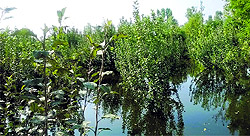 An orchard submerged in the floodwaters in Bathipora village of north Kashmir
