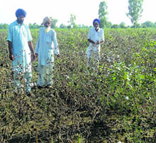 Farmers show their damaged cotton crop in Makha village, near Mansa.