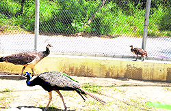 The pair of peacocks with the peafowl at Bir Talab Mini Zoo