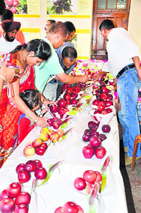 Visitors look at the apples on the first day of the Apple Festival in Shimla on Thursday.