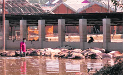 A municipal worker removes carcasses from the Army cowshed in the Qamarwari area of Srinagar. Tribune photo: Yawar Kabli