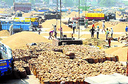 The Amritsar grain market abuzz with activity following arrival of basmati