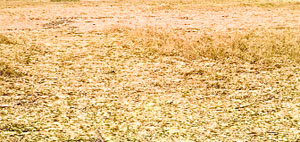 Paddy crop flattened by the incessant rain and floods in north Kashmir. 