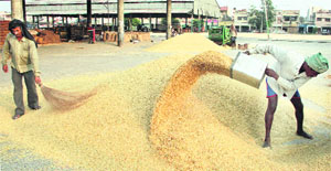 Labourers busy winnowing paddy in the Jalandhar grain market on Saturday.