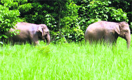 Elephants spotted near Haridwar