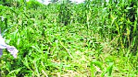 A maize field damaged by wild pigs and monkeys at a village in Nurpur
