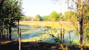 An inundated paddy field in north Kashmir. 