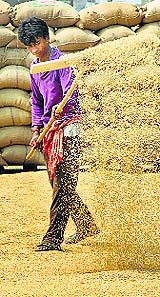 A labourer drying paddy on the first day of procurement at the Jalandhar Grain Market on Wednesday. 
