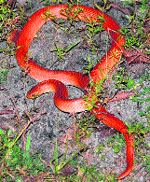 A rare snake rescued from the road and released in the forest area. a tribune photograph