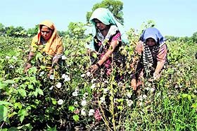 Women pluck cotton near Kot Shameer village in Bathinda on Thursday. 