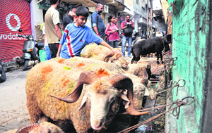 People look at sacrificial sheep ahead of Eid in Jammu on Saturday.