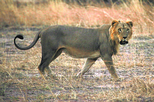 A lion in Benins Pendjari National Park. West Africas lions, which once prowled across the region in their tens of thousands, are close to extinction as farmland eats up their ancient habitats and human hunters kill the animals they feed on, a study has shown. Just around 400 of the animals were thought to have survived across 17 countries, according to the paper published in scientific journal PLOS ONE.
