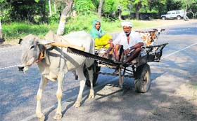 Tough job, little returns: A farmer rides a bullock cart on way to his fields in Bathinda.