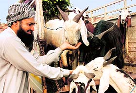 A vendor feeds his goats at a market in Mani Majra on the eve of Eid-ul-Zuha on Sunday.