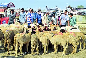 Livestock vendors sell sheep on the eve of Eid-ul-Zuha in Srinagar on Sunday. 