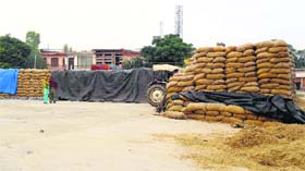 Bags of paddy lying at the Ropar grain market on Sunday.