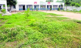 Wild growth on the campus of Government Elementary School in Tut village near the border 