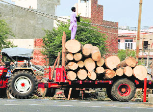 The trees axed on the Barnala Road. 
